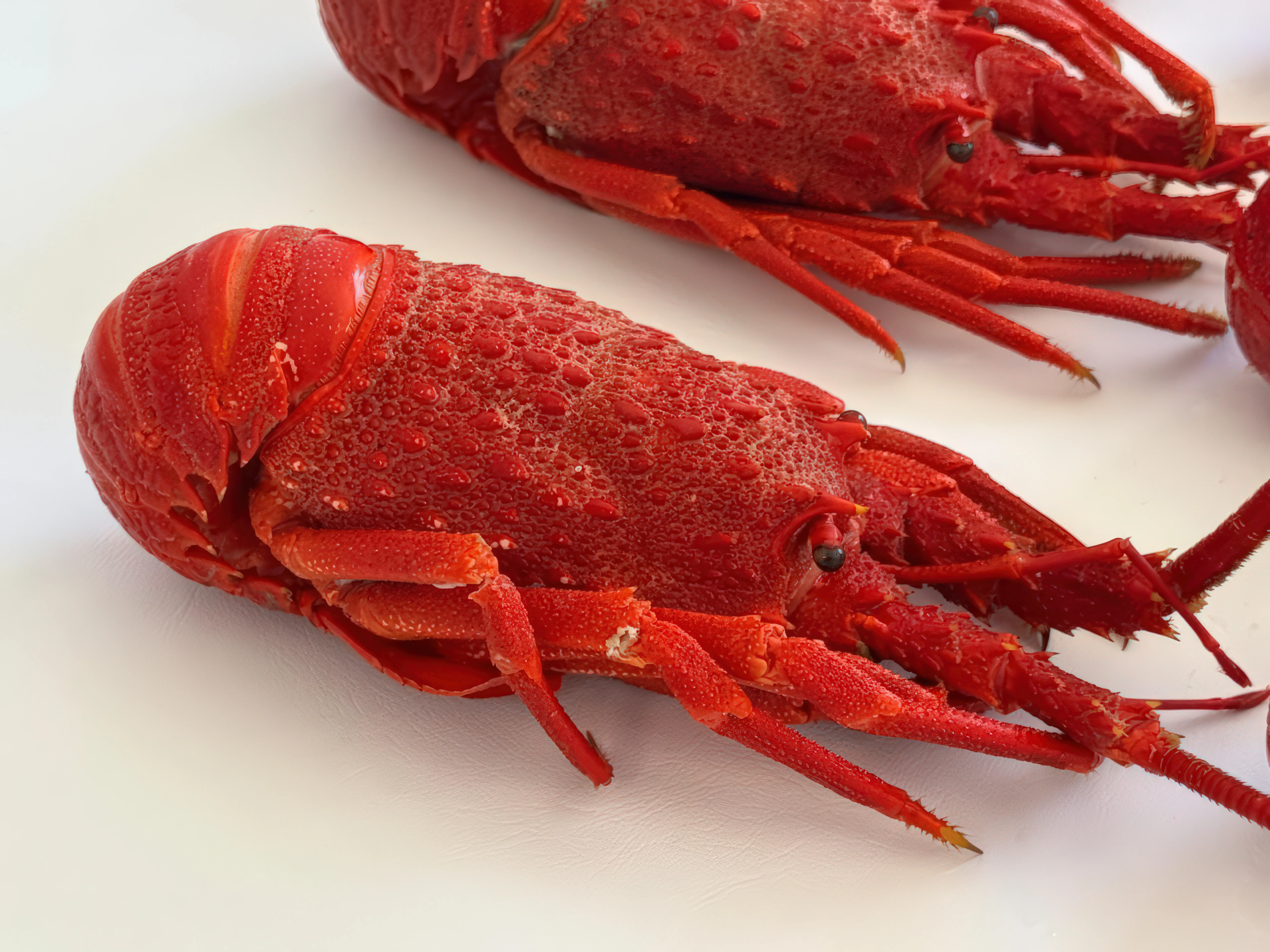 Festin de Langouste Royale